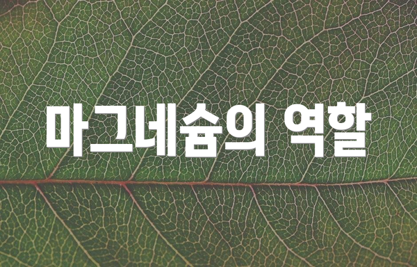 마그네슘의 역할